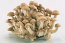 Hon-shimeji mushrooms
